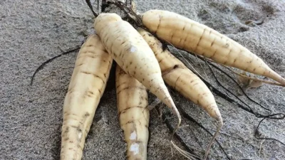 'Dead Man's Fingers' or Oenanthe crocata 